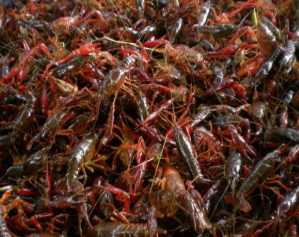 龙虾调料供应商的密制红油技术相关图片